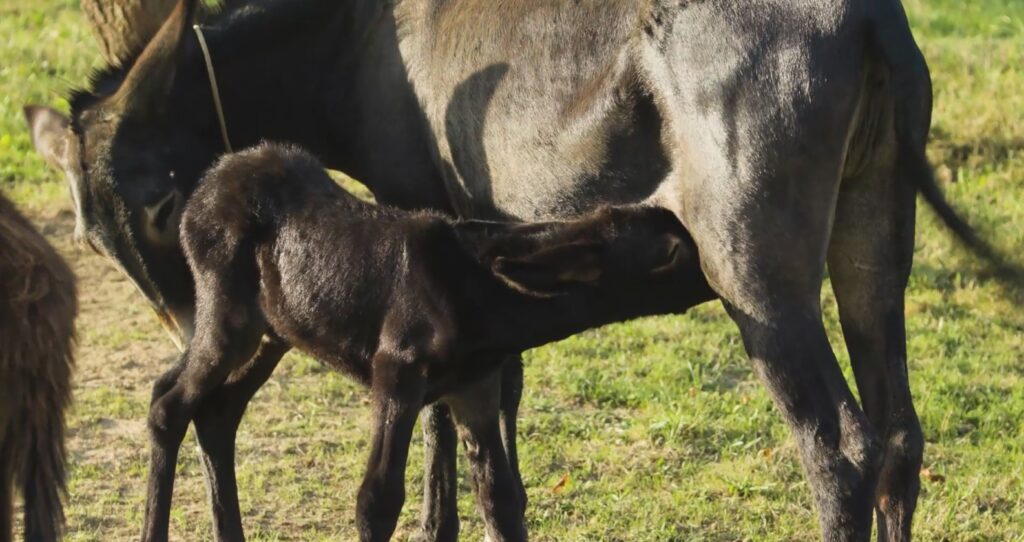 Dok čekamo nove epizode…